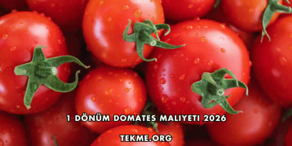 1 Dönüm Domates Maliyeti 2026