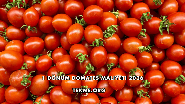 1 Dönüm Domates Maliyeti 2026