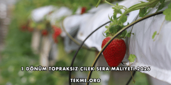 1 Dönüm Topraksız Çilek Sera Maliyeti 2026