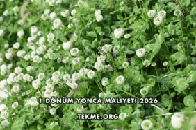 1 Dönüm Yonca Maliyeti 2026
