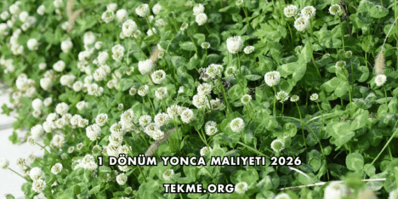 1 Dönüm Yonca Maliyeti 2026