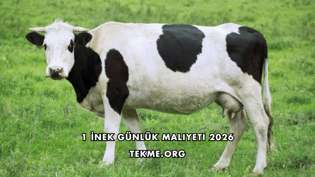 1 İnek Günlük Maliyeti 2026
