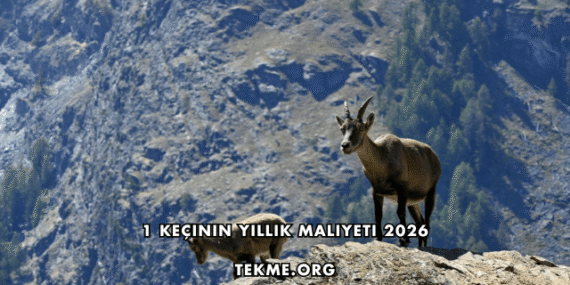 1 Keçinin Yıllık Maliyeti 2026