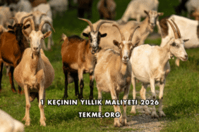 1 Keçinin Yıllık Maliyeti 2026