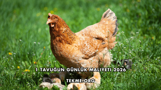 1 Tavuğun Günlük Maliyeti 2026