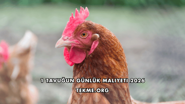 1 Tavuğun Günlük Maliyeti 2026
