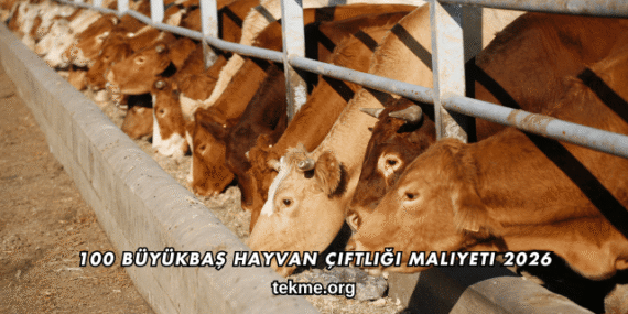 100 Büyükbaş Hayvan Çiftliği Maliyeti 2026
