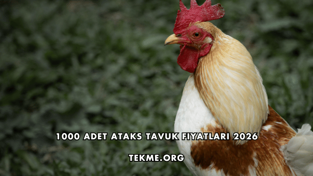 1000 Adet Ataks Tavuk Fiyatları 2026