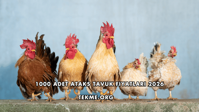 1000 Adet Ataks Tavuk Fiyatları 2026