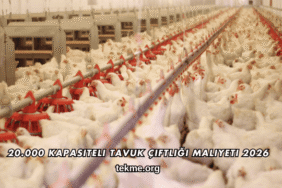 20.000 Kapasiteli Tavuk Çiftliği Maliyeti 2026