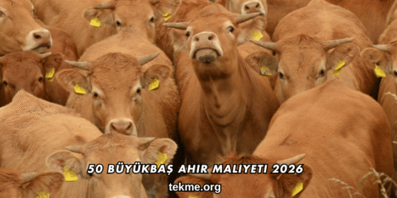 50 Büyükbaş Ahır Maliyeti 2026