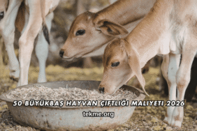 50 Büyükbaş Hayvan Çiftliği Maliyeti 2026
