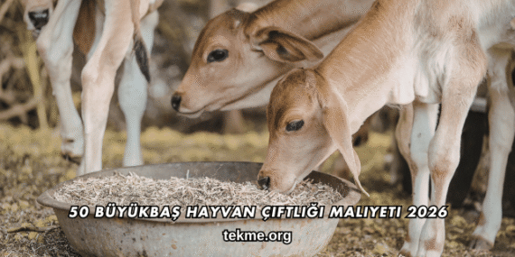 50 Büyükbaş Hayvan Çiftliği Maliyeti 2026