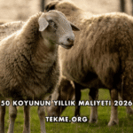 50 Koyunun Yıllık Maliyeti 2026