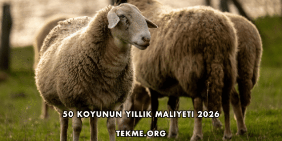 50 Koyunun Yıllık Maliyeti 2026