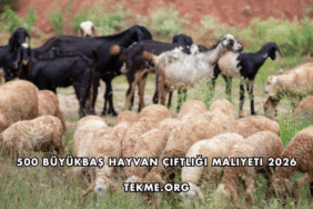 500 Büyükbaş Hayvan Çiftliği Maliyeti 2026