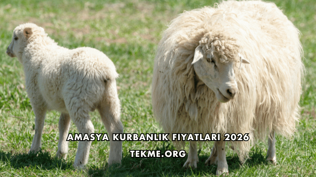 Amasya Kurbanlık Fiyatları 2026