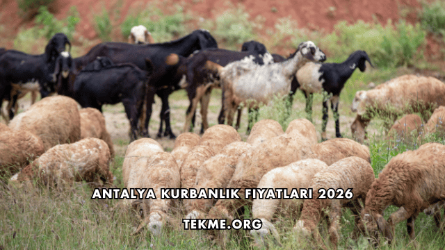 Antalya Kurbanlık Fiyatları 2026