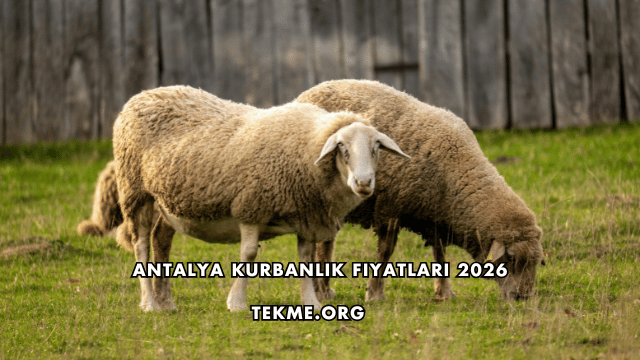 Antalya Kurbanlık Fiyatları 2026