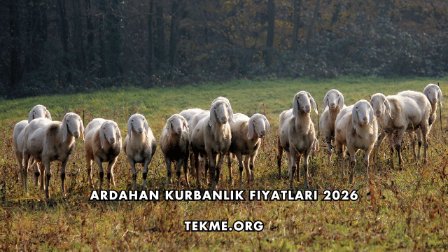 Ardahan Kurbanlık Fiyatları 2026
