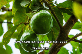Avokado Bahçesi Maliyeti 2026