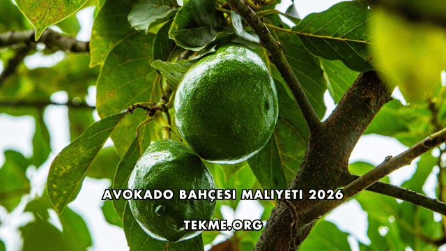 Avokado Bahçesi Maliyeti 2026
