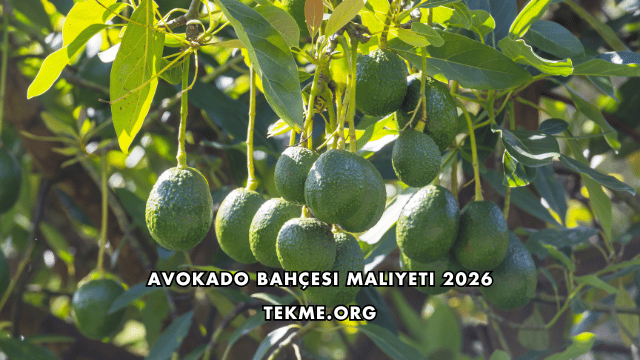 Avokado Bahçesi Maliyeti 2026