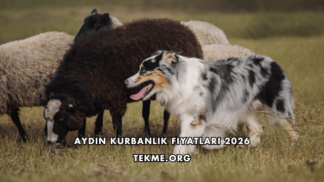 Aydın Kurbanlık Fiyatları 2026