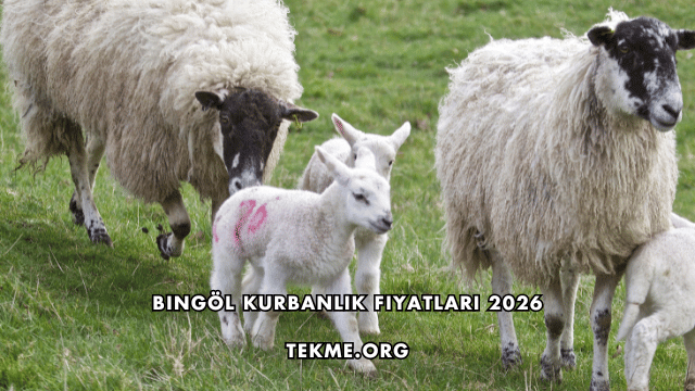 Bingöl Kurbanlık Fiyatları 2026