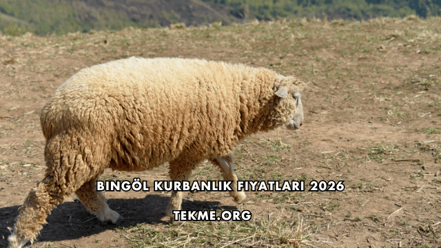 Bingöl Kurbanlık Fiyatları 2026