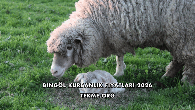 Bingöl Kurbanlık Fiyatları 2026