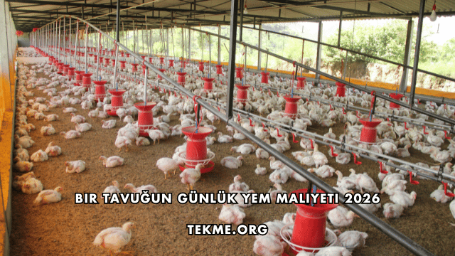 Bir Tavuğun Günlük Yem Maliyeti 2026