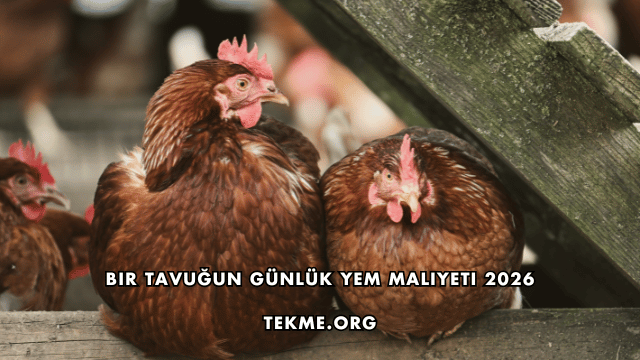 Bir Tavuğun Günlük Yem Maliyeti 2026
