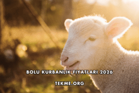 Bolu Kurbanlık Fiyatları 2026