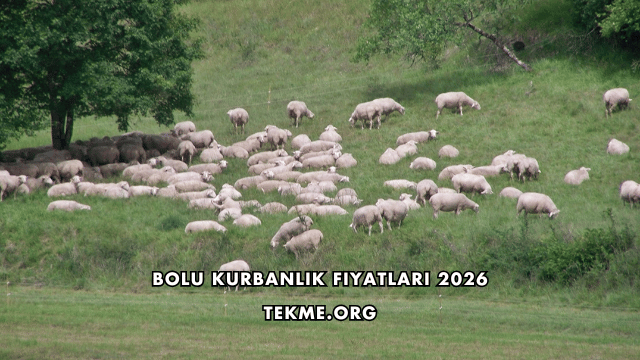 Bolu Kurbanlık Fiyatları 2026