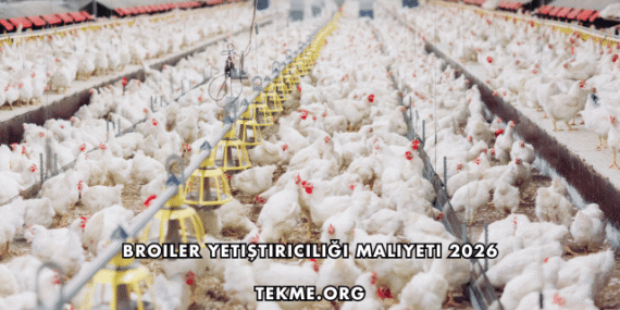 Broiler Yetiştiriciliği Maliyeti 2026