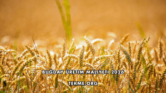 Buğday Üretim Maliyeti 2026