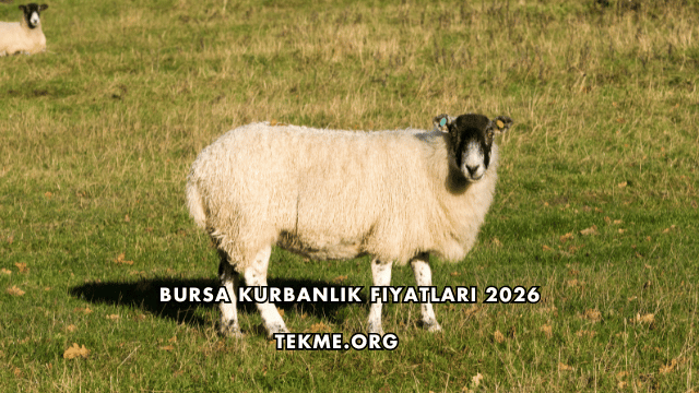 Bursa Kurbanlık Fiyatları 2026
