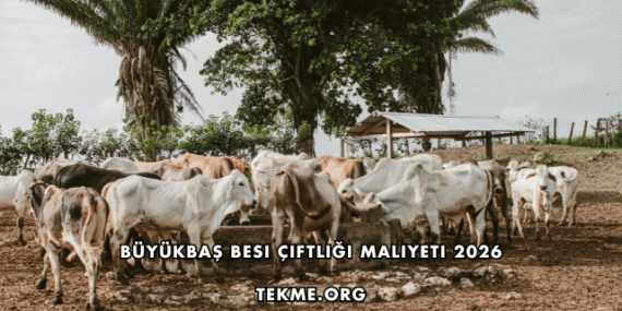 Büyükbaş Besi Çiftliği Maliyeti 2026