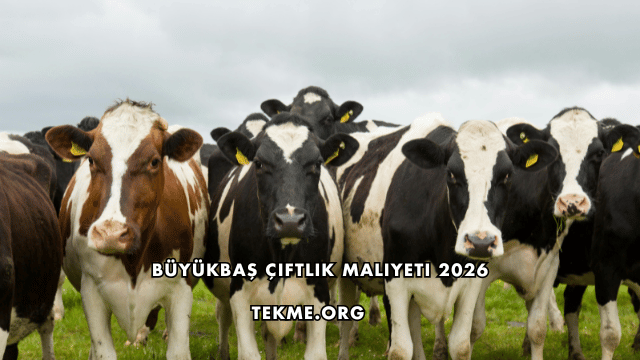 Büyükbaş Çiftlik Maliyeti 2026