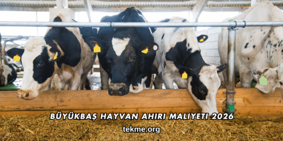 Büyükbaş Hayvan Ahırı Maliyeti 2026