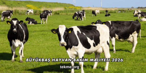 Büyükbaş Hayvan Bakım Maliyeti 2026