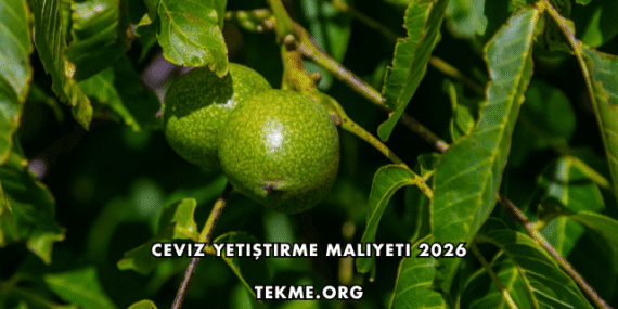 Ceviz Yetiştirme Maliyeti 2026