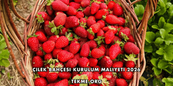 Çilek Bahçesi Kurulum Maliyeti 2026