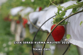Çilek Serası Kurma Maliyeti 2026