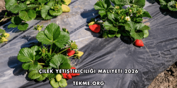 Çilek Yetiştiriciliği Maliyeti 2026