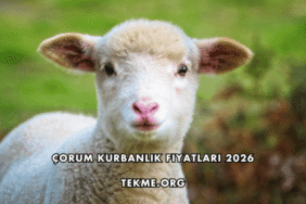 Çorum Kurbanlık Fiyatları 2026