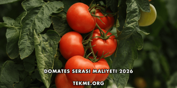 Domates Serası Maliyeti 2026