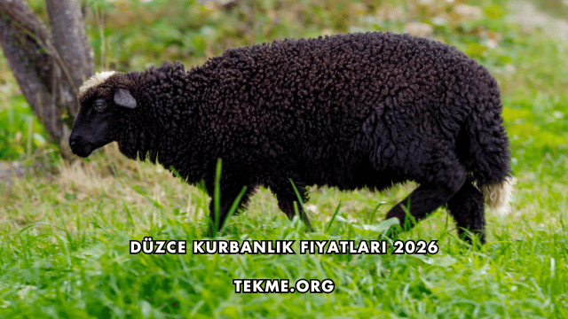 Düzce Kurbanlık Fiyatları 2026