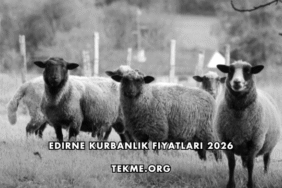 Edirne Kurbanlık Fiyatları 2026